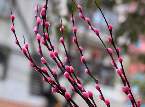 Tết này, bạn cắm hoa gì để mang lại may mắn, phúc lộc? - Ảnh 19.