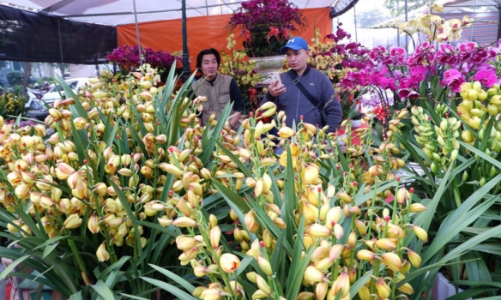 Thị trường cây cảnh đón Tết: hoa nội lên ngôi