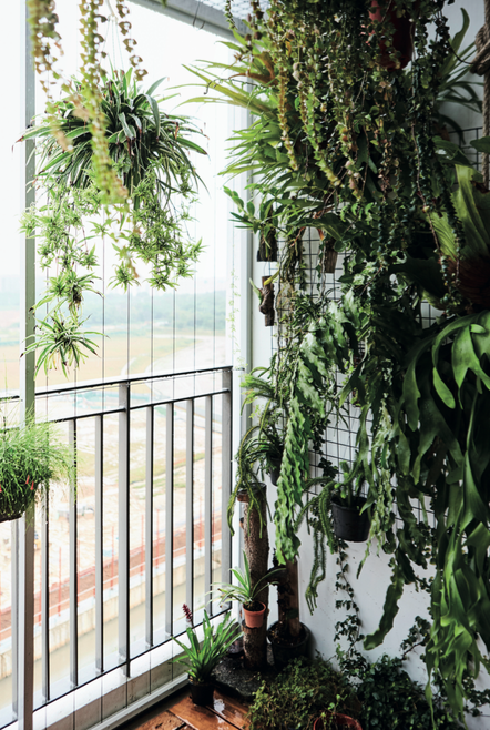 5 ban công đầy cây xanh đáng để tham khảo - Ảnh 3.