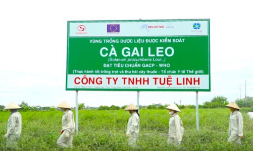 10 năm nhãn hàng Giải độc gan Tuệ Linh - vẹn tròn tình yêu cây thuốc Việt