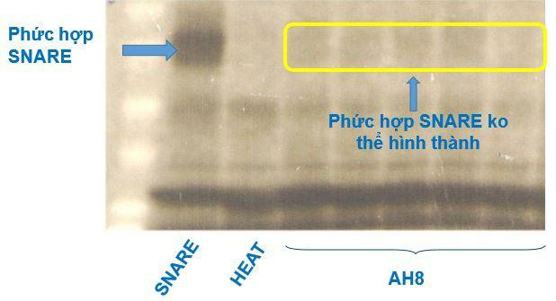 Chuyên gia Đại học Y Hà Nội giới thiệu công nghệ chống nhăn ứng dụng từ giải thưởng Nobel - Ảnh 3.