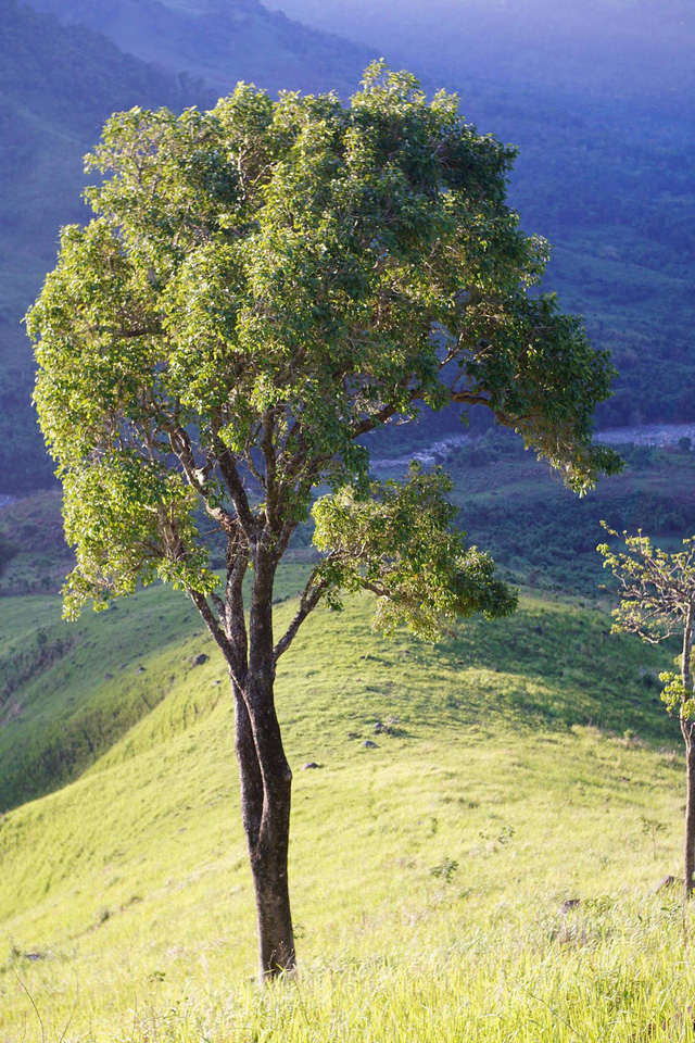 Đến Cam Ranh, nhưng để ngắm… rừng - Ảnh 2.