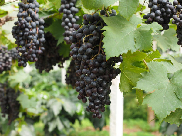 15 thực phẩm màu đen tốt cho sức khỏe - Ảnh 5.