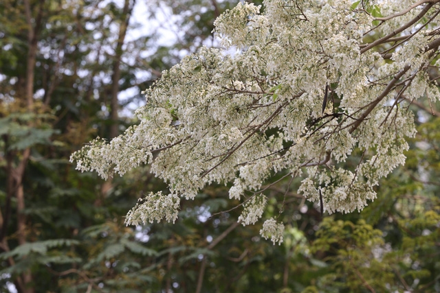 Hà Nội, lại một mùa hoa sưa - Ảnh 1.