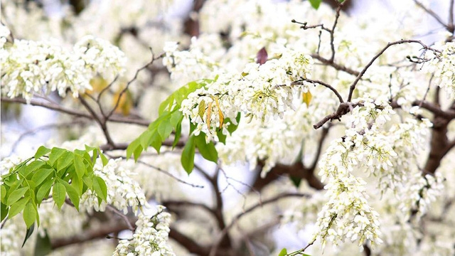 Hà Nội, lại một mùa hoa sưa - Ảnh 2.