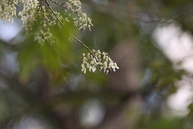 Hà Nội, lại một mùa hoa sưa - Ảnh 3.