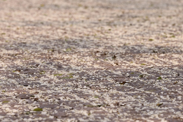 Hà Nội, lại một mùa hoa sưa - Ảnh 12.