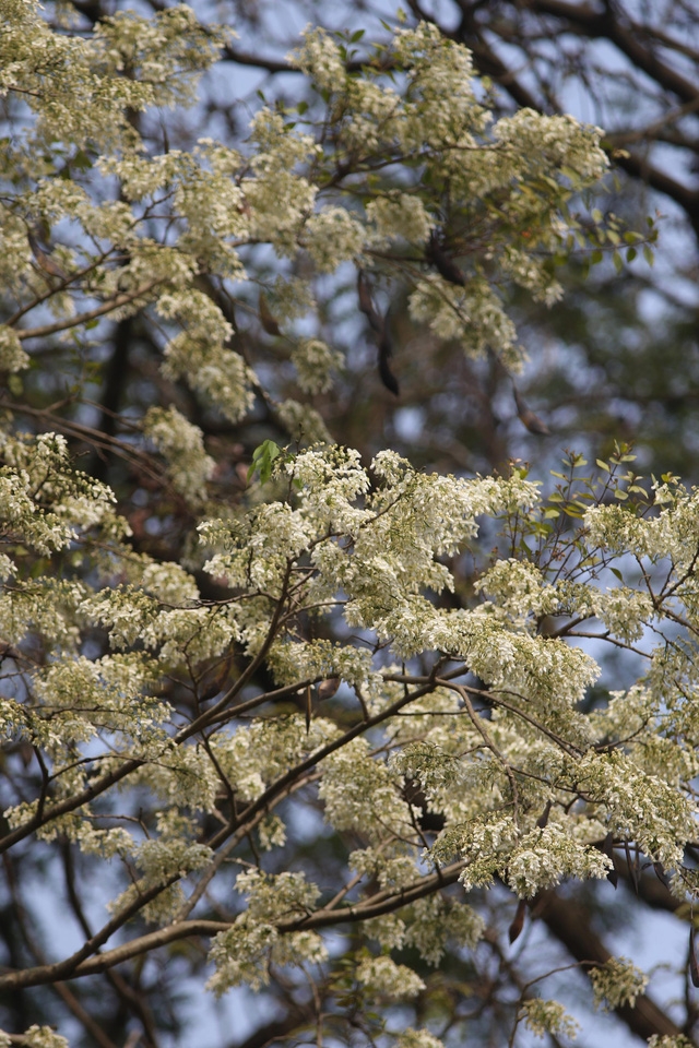 Hà Nội, lại một mùa hoa sưa - Ảnh 4.