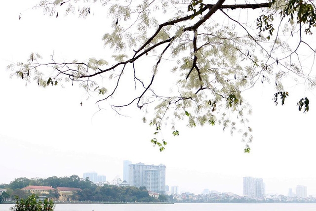 Hà Nội, lại một mùa hoa sưa - Ảnh 5.