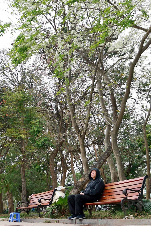 Hà Nội, lại một mùa hoa sưa - Ảnh 9.