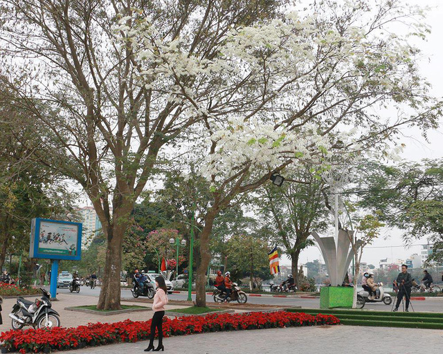 Hà Nội, lại một mùa hoa sưa - Ảnh 6.