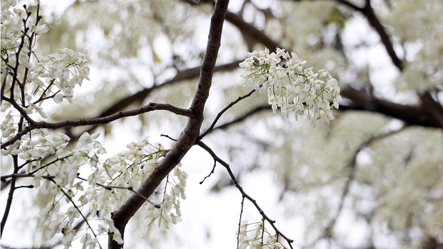 Hà Nội, lại một mùa hoa sưa - Ảnh 11.