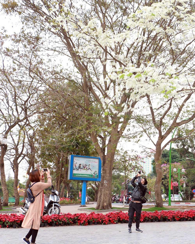 Hà Nội, lại một mùa hoa sưa - Ảnh 8.