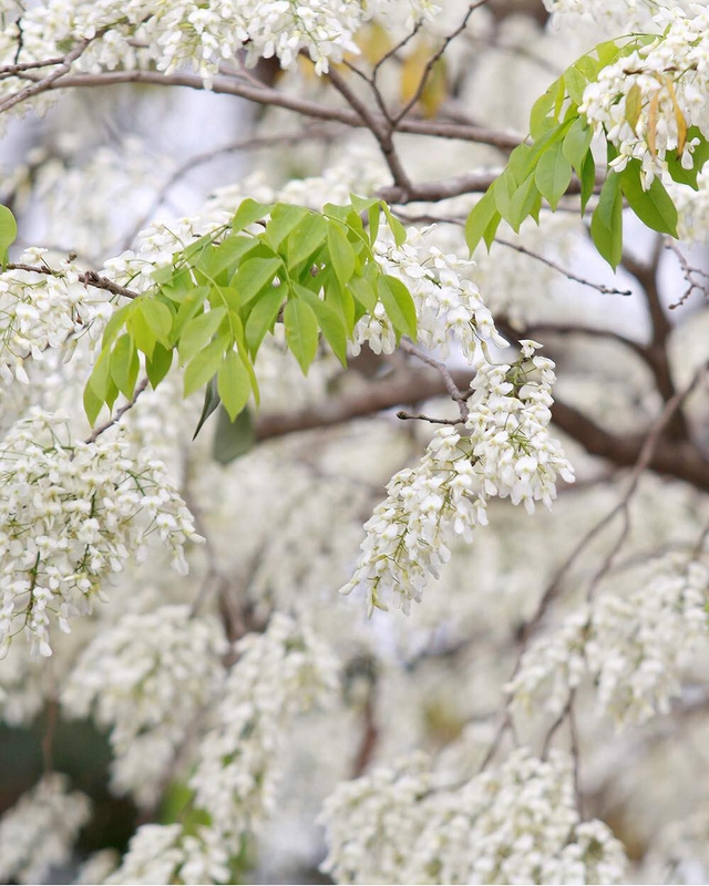 Hà Nội, lại một mùa hoa sưa - Ảnh 10.