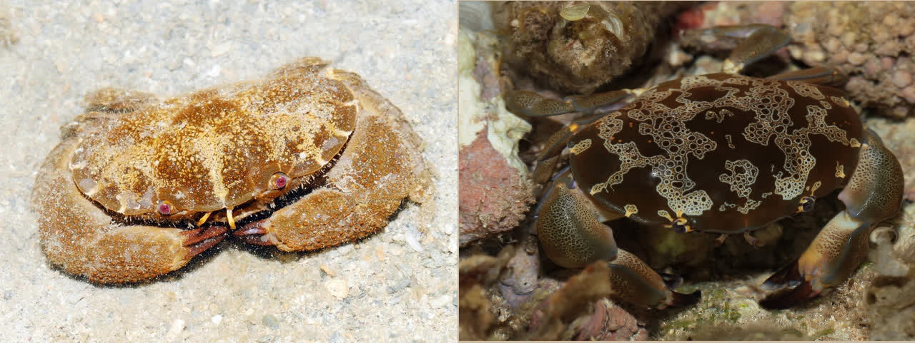 3 loại cua biển có độc tính mạnh, tuyệt đối không nên ăn - Ảnh 2.