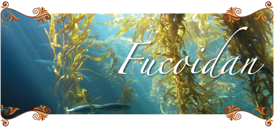 Vén màn bí ẩn “liệu pháp” Fucoidan - Ảnh 1.