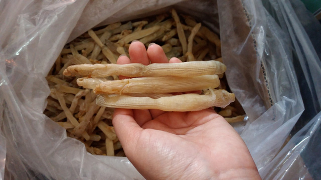 Sá sùng: món ăn đại bổ - Ảnh 2.