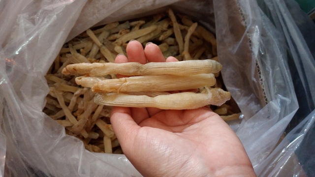 Sá sùng: món ăn đại bổ - Ảnh 2.