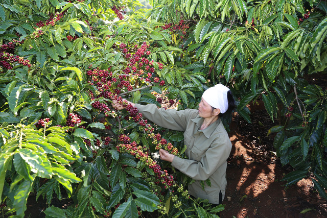 NesCafé ra mắt cà phê pha phin - Ảnh 1.