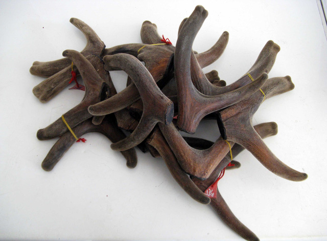 Nhung hươu: không phải ai cũng có thể dùng - Ảnh 1.