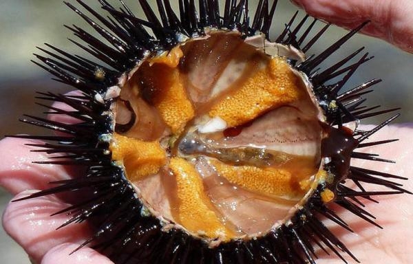 Đi biển Sa Huỳnh, nên ăn đặc sản gì? - Ảnh 3.