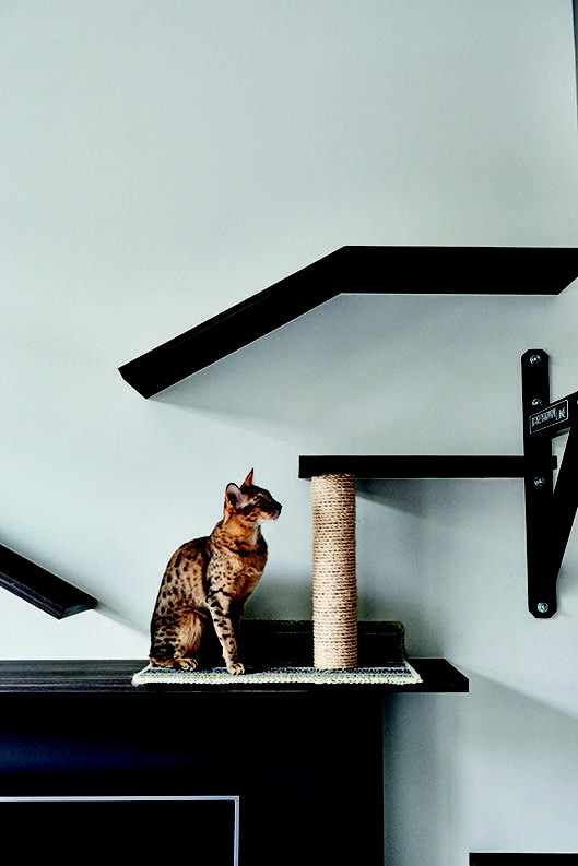 Căn hộ độc thân của anh chàng yêu mèo - Ảnh 4.