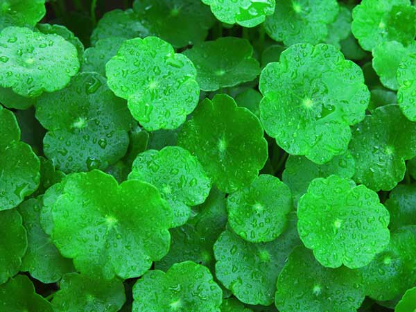 11 cách khắc phục bàn chân lạnh tại nhà - Ảnh 8.