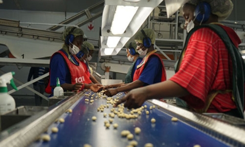 Mắc-ca Nam Phi và hành trình lên số 1 thế giới