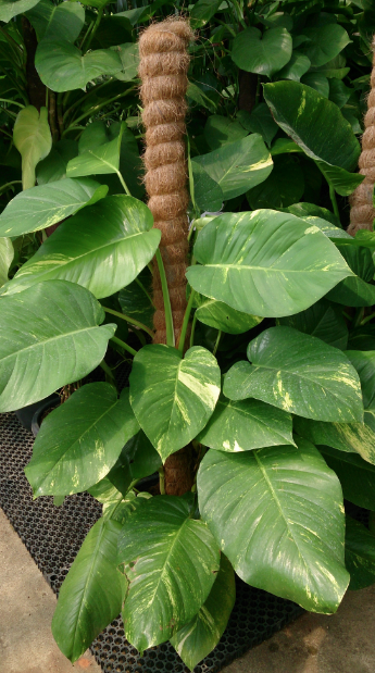 7 cây cảnh phù hợp để trồng trong nhà - Ảnh 5.