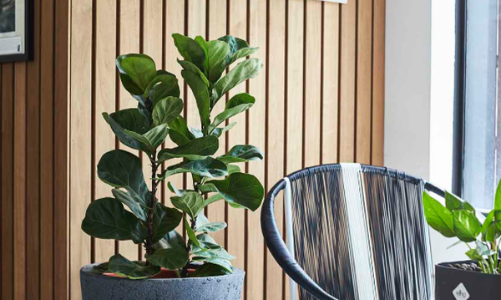 7 cây cảnh phù hợp để trồng trong nhà