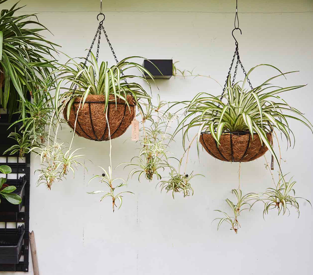 7 cây cảnh phù hợp để trồng trong nhà - Ảnh 3.