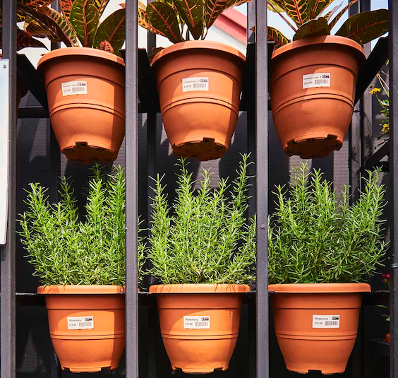 7 cây cảnh phù hợp để trồng trong nhà - Ảnh 2.