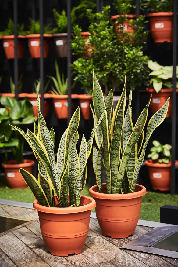 7 cây cảnh phù hợp để trồng trong nhà - Ảnh 1.