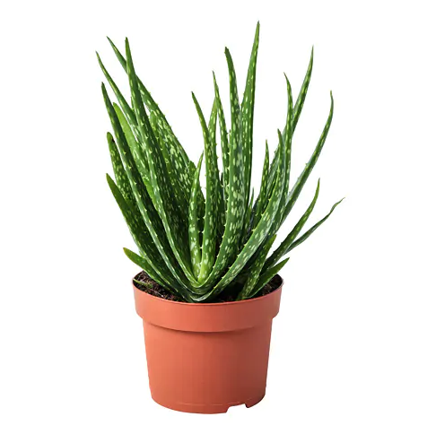 7 cây cảnh phù hợp để trồng trong nhà - Ảnh 7.