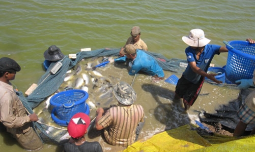 Metro hỗ trợ nông dân chuyển đổi VietGAP trong nuôi trồng thủy sản