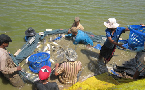 Đạt chứng nhận VietGap giúp nông dân bán hàng với giá tốt hơn.