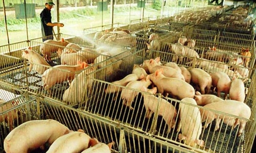 Hòa Phát lập thêm công ty thức ăn chăn nuôi