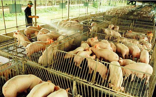 Hòa Phát sẽ đầu tư các trang trại chăn nuôi lợn để tối ưu hóa chuỗi giá trị đầu tư trong mảng nông nghiệp - Ảnh minh họa.<br>