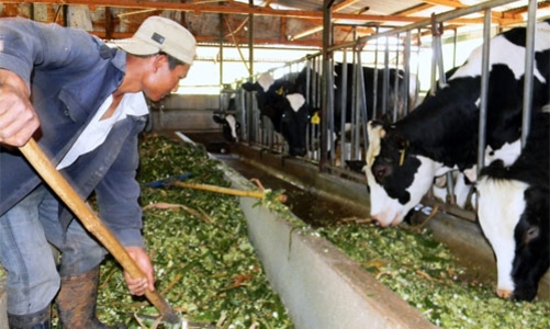 Doanh nghiệp giảm mua sữa tươi, người chăn nuôi lao đao