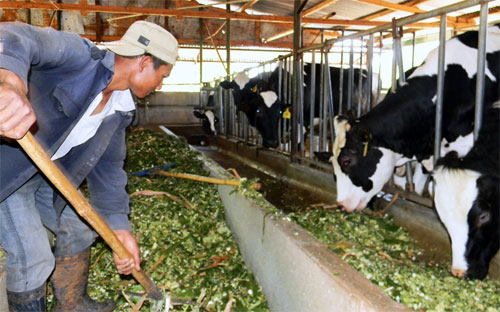 Giá sữa giảm đã làm nhiều hộ chăn nuôi bò sữa gặp khó khăn - Ảnh minh họa.<br>