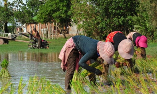Bán gạo giỏi như người Campuchia