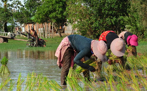67% gạo xuất khẩu của Campuchia vào thị trường châu Âu; 11% vào châu Á và 27% đến các thị trường khác - Ảnh: Khmer Times.<br>