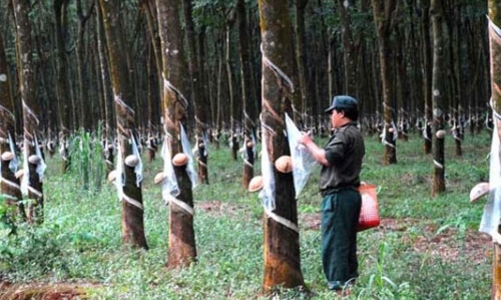 Đầu tư sang Lào, Campuchia trước những điều chỉnh chính sách
