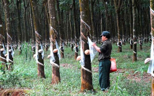 Các dự án đầu tư của Việt Nam sang Campuchia tập trung nhiều nhất trong lĩnh vực nông lâm nghiệp