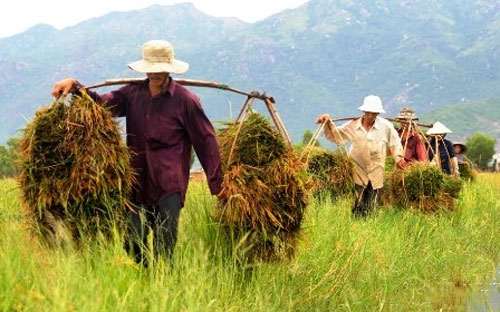 Số liệu mới nhất của dư nợ tín dụng “tam nông” (chưa tính dư nợ Ngân 
hàng Chính sách Xã hội) cho thấy, tính đến cuối tháng 9/2013 ước đạt 
646.706 tỷ đồng, tăng 15,17% so với cuối 2012.