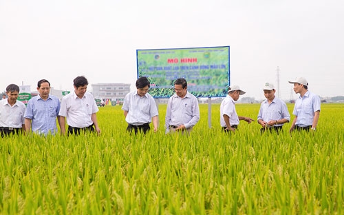 PAN đã mua lại 54,9% cổ phần của Công ty Cổ phần Giống cây trồng Trung ương (mã NSC -HOSE).