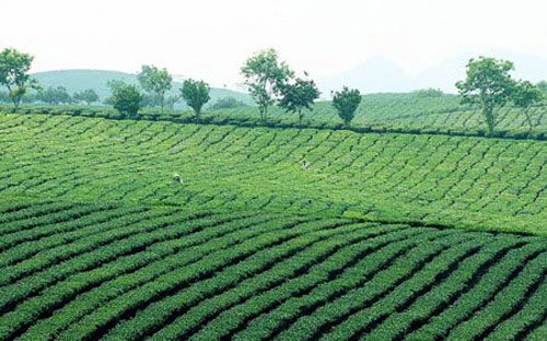 Bộ Tài nguyên và Môi trường chưa nắm chính xác con số diện tích các loại đất rừng do từng lâm trường quốc doanh quản lý.