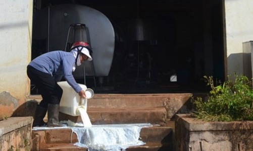 Ba lựa chọn từ chuyện nông dân đổ sữa