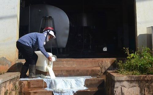 Người dân đổ sữa trước cửa trạm thu mua tại Đà Lạt mới đây - Ảnh: Thanh Niên.<br>