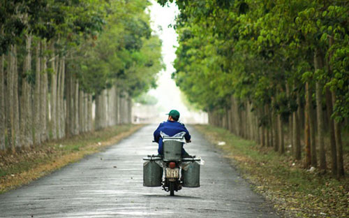 Một góc rừng cao su - Ảnh minh họa.<br>